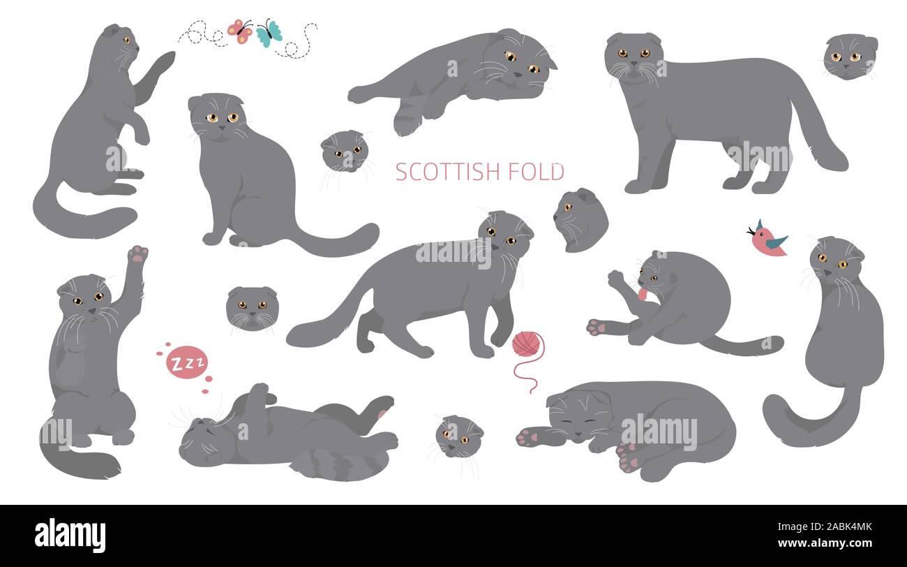 Cartoon cat characters collection. Scottish fold`s poses and emotions set. Flat color simple style design. Vector illustration Stock Vector